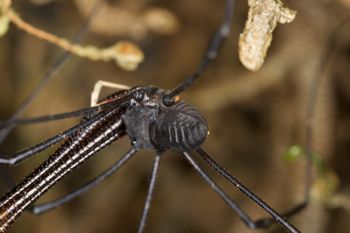Media type: image;   Invertebrate Zoology 29269